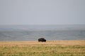 Wild Plains Bison (Bison bison bison)