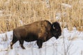 Wild Plains Bison