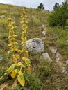 Wild plant in the Accursed Mountains, Albanian Alps in Northern Albania Royalty Free Stock Photo