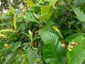 Wild Plant Bearing Red Fruits in the Indonesian Tropical Jungle Royalty Free Stock Photo