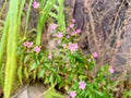 a wild plant with beautiful small purple flowers growing by the roadside Royalty Free Stock Photo