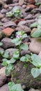 a wild plant with beautiful tiny flowers among the rock Royalty Free Stock Photo