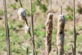 Wild plant with brown stem