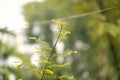 Wild plant buds in the garden