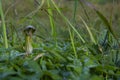 A wild plant called candilejo, Arisarum vulgare