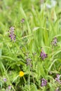 Wild plant common ramping fumitory