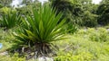 Wild plant of Furcraea foetida is stemless plant also known as Giant Cabuya, green aloe, Mauritius hemp etc