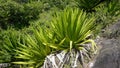 Wild plant of Furcraea foetida is stemless plant also known as Giant Cabuya, green aloe, Mauritius hemp etc