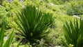 Wild plant of Furcraea foetida is stemless plant also known as Giant Cabuya, green aloe, Mauritius hemp etc