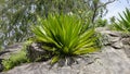 Wild plant of Furcraea foetida is stemless plant also known as Giant Cabuya, green aloe, Mauritius hemp etc