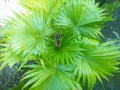 A wild plant green in the garden, decorate beautifulgreen leavesfor garden