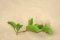 Wild plant grow on beach sand Royalty Free Stock Photo