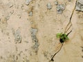 Wild plant growing on the cracked wall Royalty Free Stock Photo