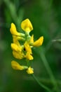 This wild plant has a long flower-stem with a lot of small yellow coloured flowers