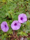 This wild plant, has purple flowers in the shape of a trumpet, dominantly green leaves.