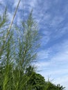 Wild Plant - (horsetail Leaf) Blue Sky Background