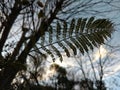 Wild plant leaf with sky background