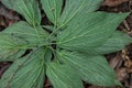 Wild plant leaves on the underside view.