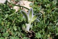 Ornithogalum sigmoideum, Ornithogalum sibthorpii - Wild plant shot in the spring.