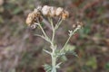 Jacobaea erucifolia Var. cinerea, Hoary Ragwort - wild plant