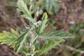 Jacobaea erucifolia Var. cinerea, Hoary Ragwort - wild plant