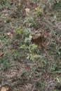 Jacobaea erucifolia Var. cinerea, Hoary Ragwort - wild plant