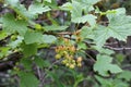 Ribes alpinum - wild plant