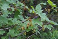 Ribes alpinum - wild plant