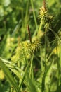 Carex flava - Wild plant shot in the spring