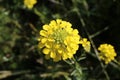 Erysimum cuspidatum - Wild plant shot in the spring Royalty Free Stock Photo