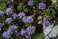 Globularia cordifolia - Wild plant shot in the spring