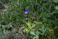 Pinguicula balcanica - Wild plant shot in the spring.