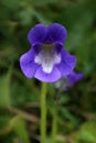 Pinguicula balcanica - Wild plant shot in the spring.