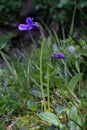 Pinguicula balcanica - Wild plant shot in the spring.