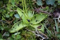 Pinguicula balcanica - Wild plant shot in the spring.