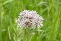 Wild plant in nature, Scientific name Allium nigrum