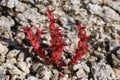 Sedum caespitosum - Wild plant shot in the spring. Royalty Free Stock Photo