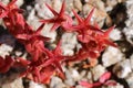 Sedum caespitosum - Wild plant shot in the spring. Royalty Free Stock Photo