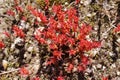 Sedum caespitosum - Wild plant shot in the spring. Royalty Free Stock Photo