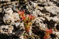 Sedum caespitosum - Wild plant shot in the spring. Royalty Free Stock Photo