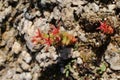 Sedum caespitosum - Wild plant shot in the spring. Royalty Free Stock Photo