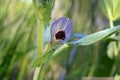 Vicia narbonensis - Wild plant shot in the spring. Royalty Free Stock Photo