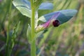 Vicia narbonensis - Wild plant shot in the spring. Royalty Free Stock Photo