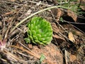 A wild plant Orostachys spinosa Royalty Free Stock Photo