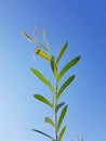 Wild plant over blue summer sky. Sun beams on plant.