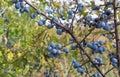 Plant prunus spinosa also called blackthorn closeup with blue round fruits at fall season