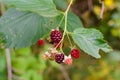 Wild plant raspberries natural environment in the forest Royalty Free Stock Photo