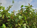 Wild Plant With Red Fruit in Indonesian Tropical Forest Royalty Free Stock Photo