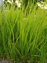 Wild plant, reed grass, green.