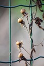 Wild plant with seed heads climbing up a wire fence. Winter scene. Royalty Free Stock Photo